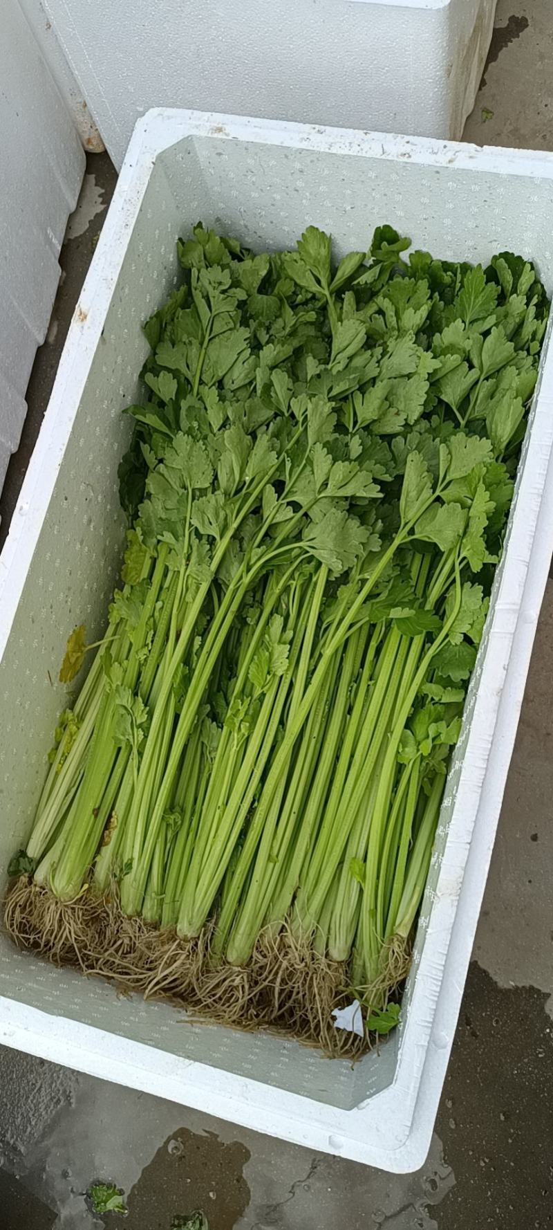 芹菜香芹水芹，水洗小芹，土芹