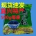 乌米饭宜兴特产5斤3斤乌饭草南烛叶浸泡制作乌米粽子乌米饭