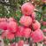 红富士苹果树苗条纹全红苹果树苗品种齐全基地直销