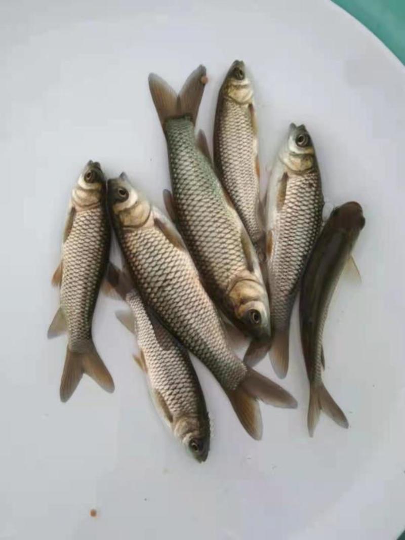 广东渔场草鱼苗鲩鱼苗四大家鱼成活率高规格品种齐全室内外塘
