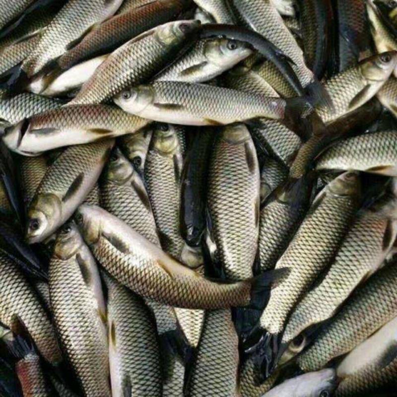 广东渔场草鱼苗鲩鱼苗四大家鱼成活率高规格品种齐全室内外塘
