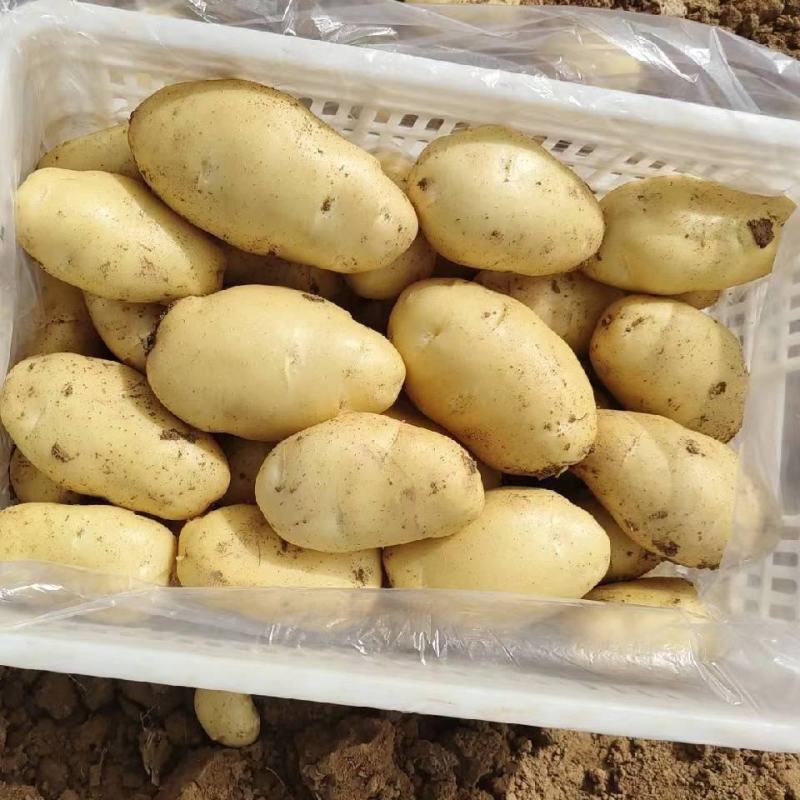 荷兰十五土豆，长年大量供应全国，质量保障，支持全国发货！