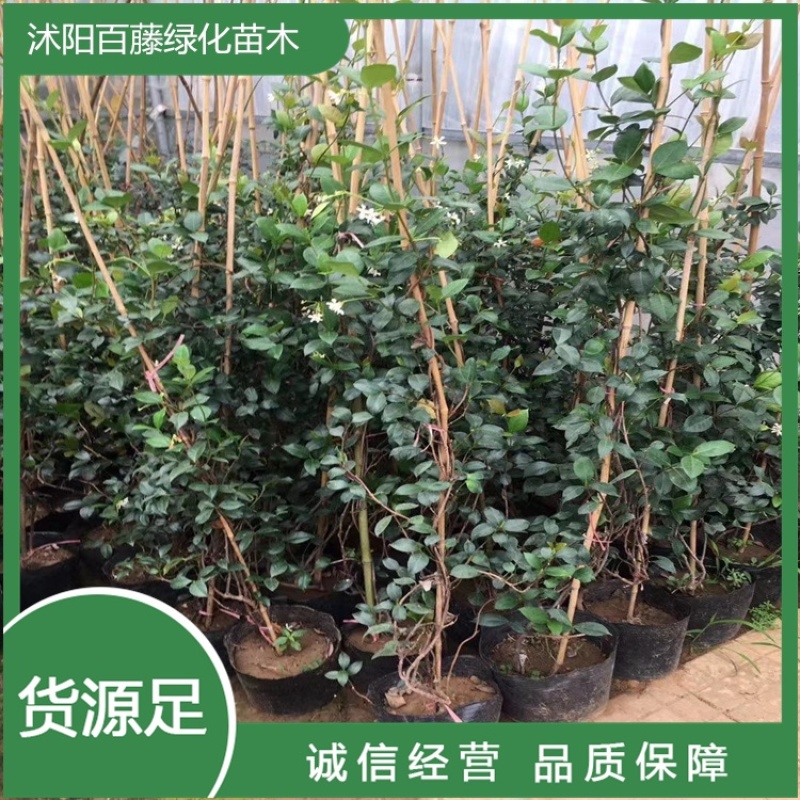 风车茉莉四季常青耐寒好活藤本植物0.5-3米高度好成活