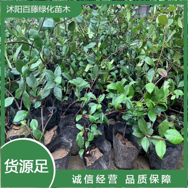 风车茉莉四季常青耐寒好活藤本植物0.5-3米高度好成活