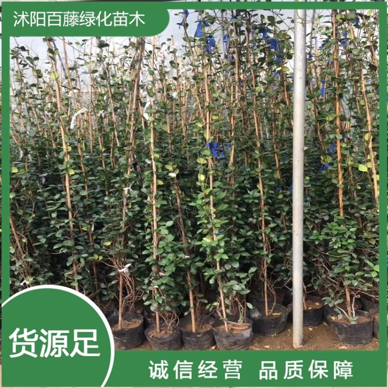 风车茉莉四季常青耐寒好活藤本植物0.5-3米高度好成活