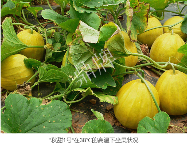鼎牌秋甜1号甜瓜种子，甜度好抗高温，4至7月播种