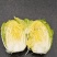 黄心大白菜，大量有货，诚信保证