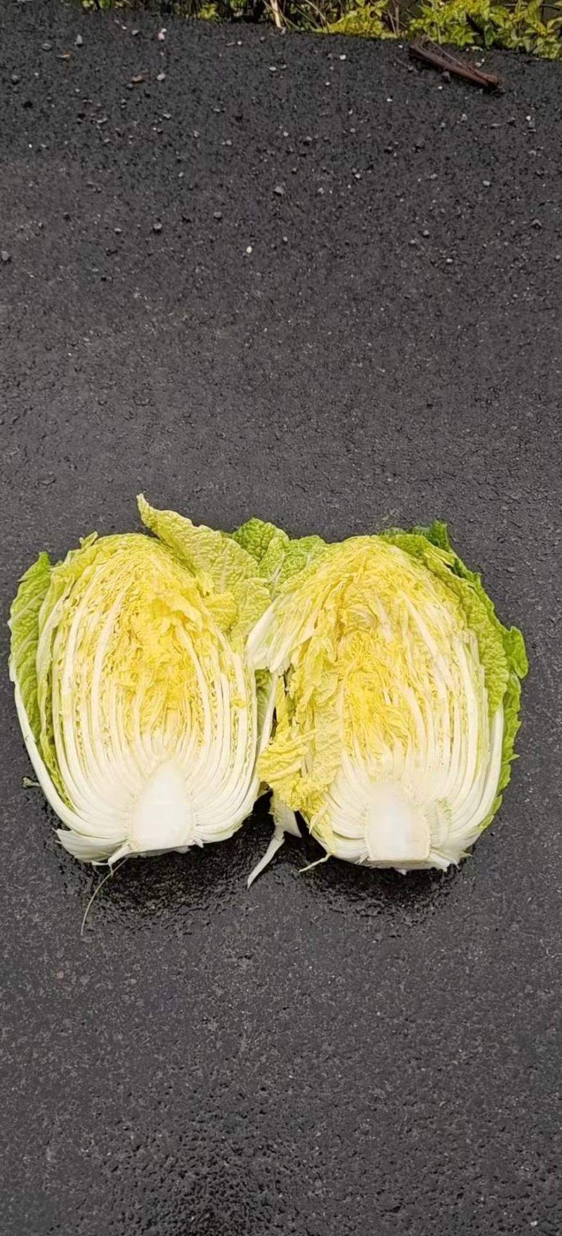 黄心大白菜，大量有货，诚信保证