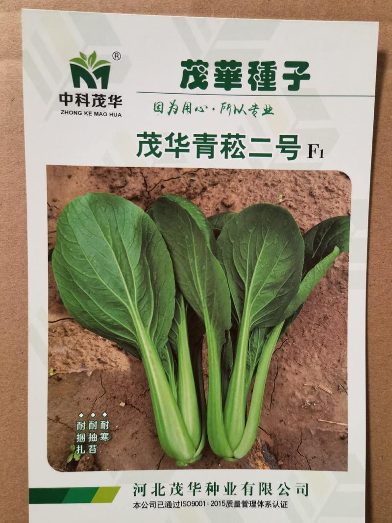 茂华青菘二号青梗菜种子，速生，耐湿耐寒，无纤维