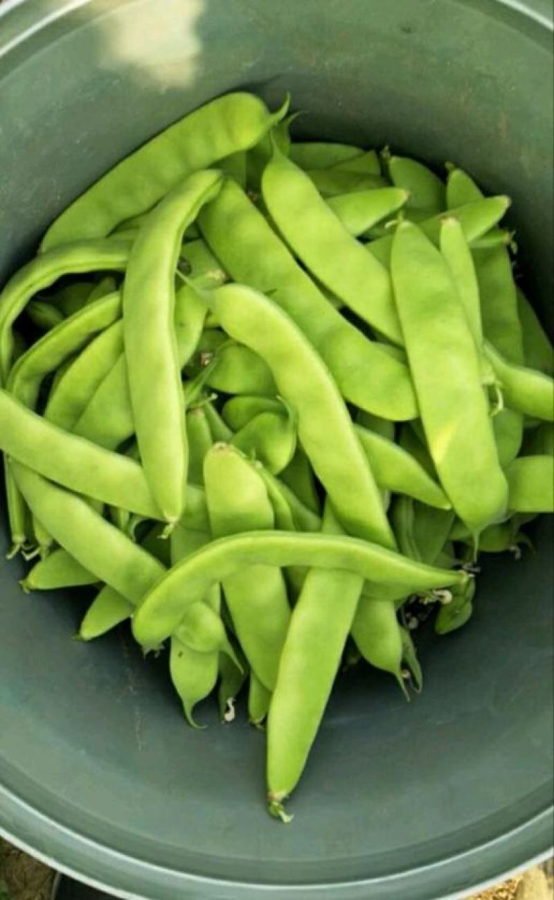 精品东北油豆角，质量保证，价格便宜，需要的订购