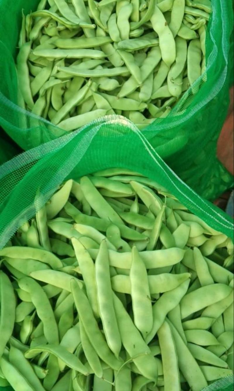 精品东北油豆角，质量保证，价格便宜，需要的订购