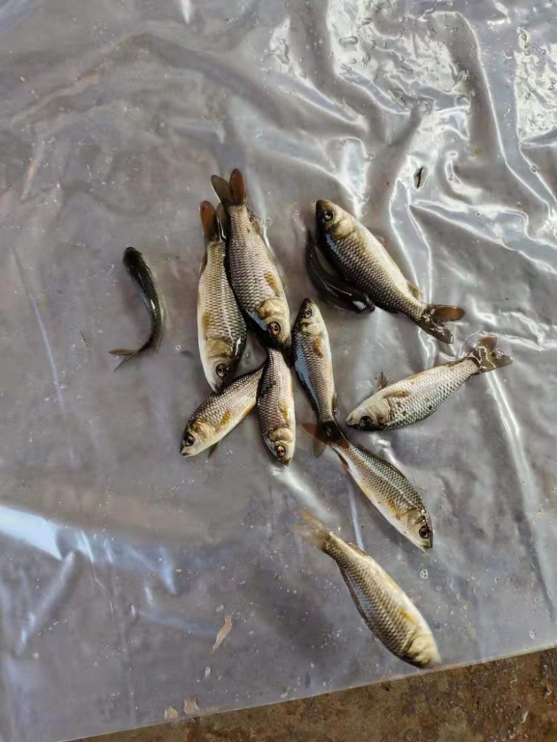 【牛商推荐】精品鲤鱼苗活体淡水食用鱼苗产地直发量大价低包