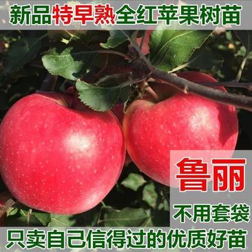 鲁丽苹果树苗早熟全红苹果颜色艳丽品种纯正品种保证