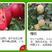 鲁丽苹果树苗早熟全红苹果颜色艳丽品种纯正品种保证