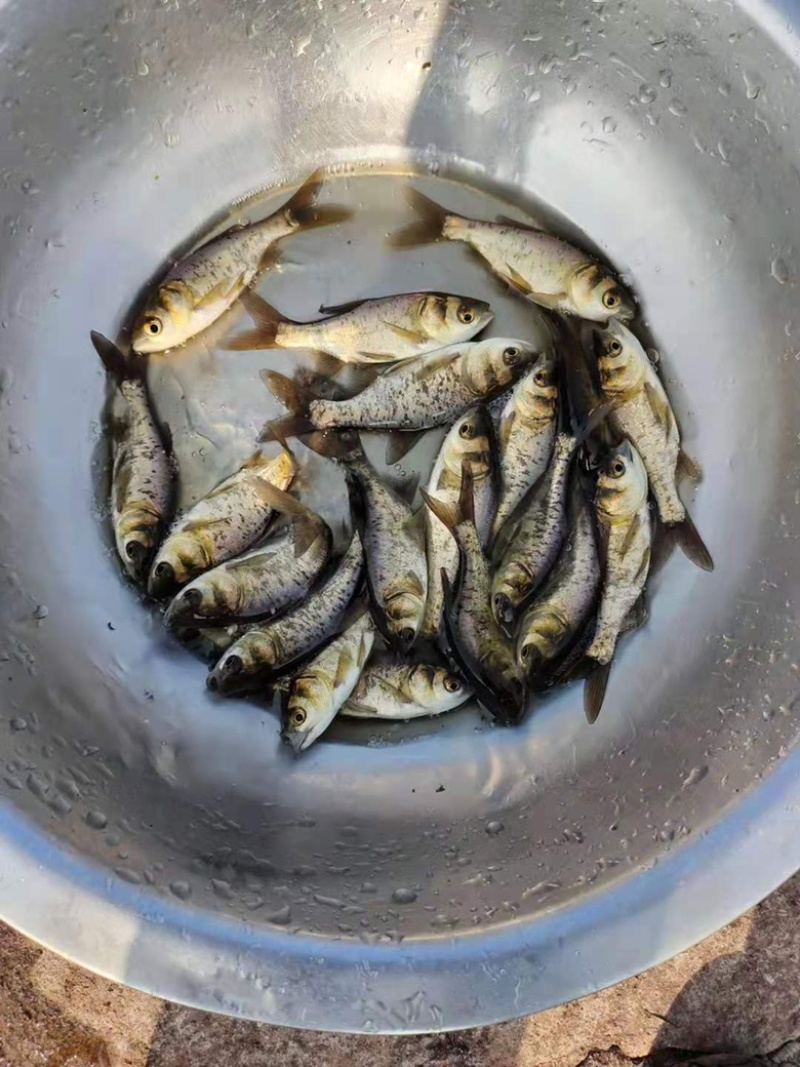 【精选推荐】优质花鲢鱼苗保证成活水产养殖场一手货源量大