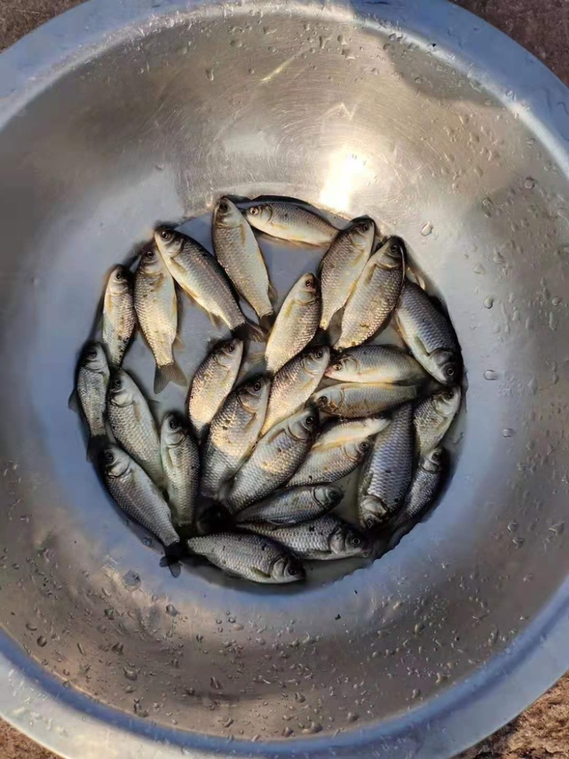 【精选】鲫鱼苗中科三号白鲫银鲫淡水养殖场规格齐全批发包
