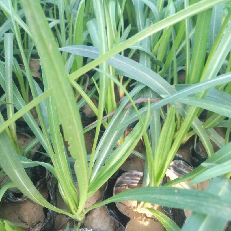 蛇鞭菊优质蛇鞭菊大量有货自家基地基地直发