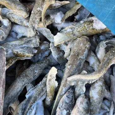 鲶鱼