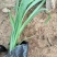 蛇鞭菊优质蛇鞭菊大量有货自家基地基地直发