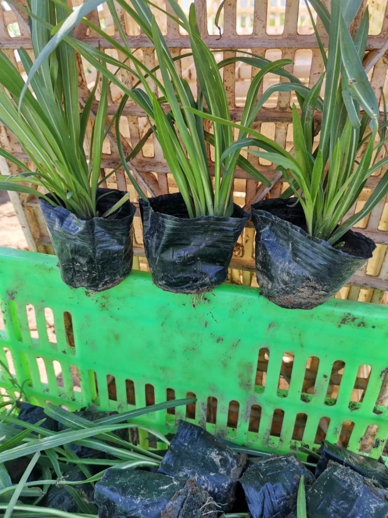 蛇鞭菊优质蛇鞭菊大量有货自家基地基地直发