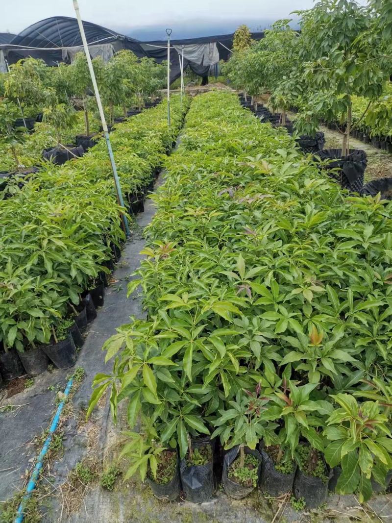 冰淇淋果苗w4品种高40不怕冷品种，吃起来像吃雪糕
