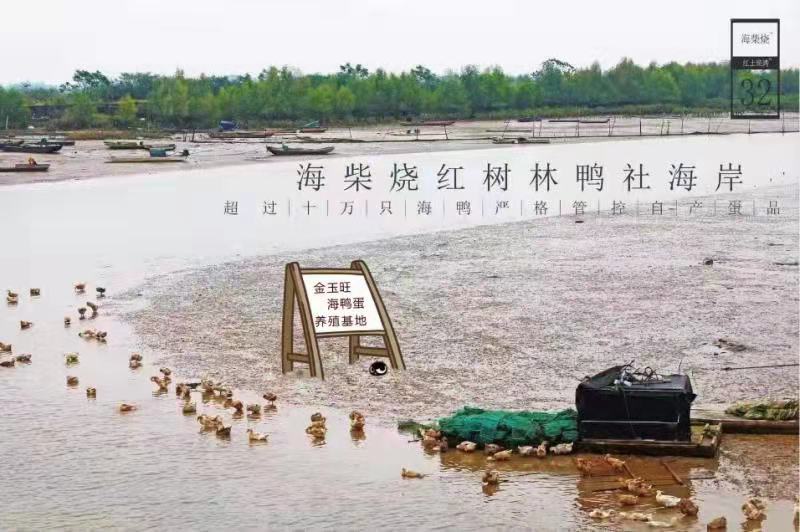 广西红树林烤海鸭蛋