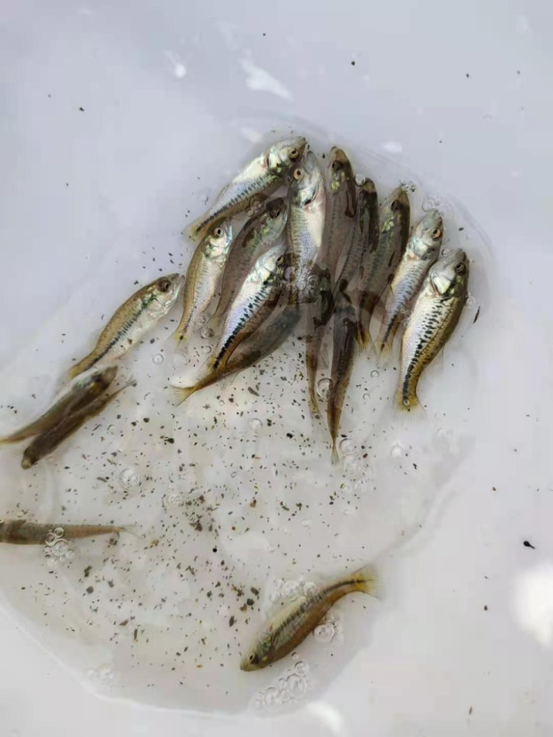 【精选推荐】加州鲈鱼苗活体淡水产地直发规格齐全批发保证