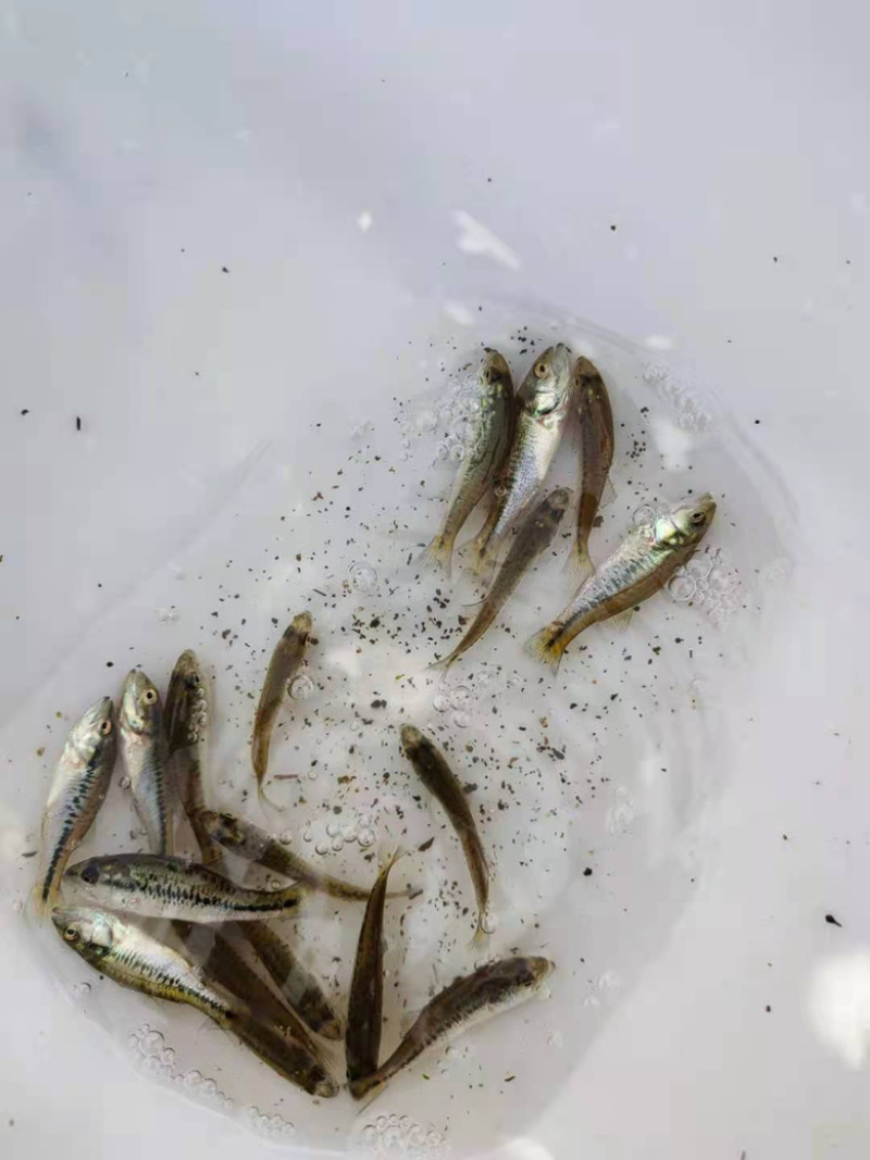 【精选推荐】加州鲈鱼苗活体淡水产地直发规格齐全批发保证