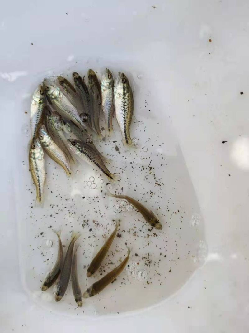 【精选推荐】加州鲈鱼苗活体淡水产地直发规格齐全批发保证