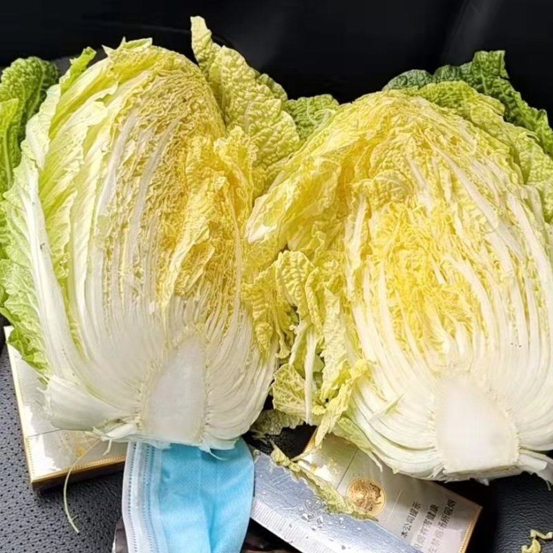 黄心白菜，大量有货