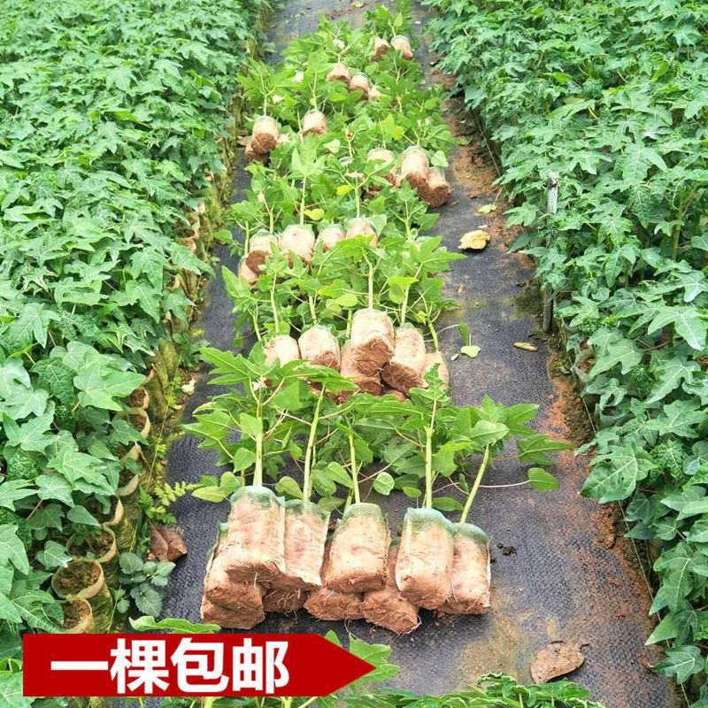 广西木瓜果树苗南方种四季木瓜苗矮化当年结果台湾水果木瓜苗