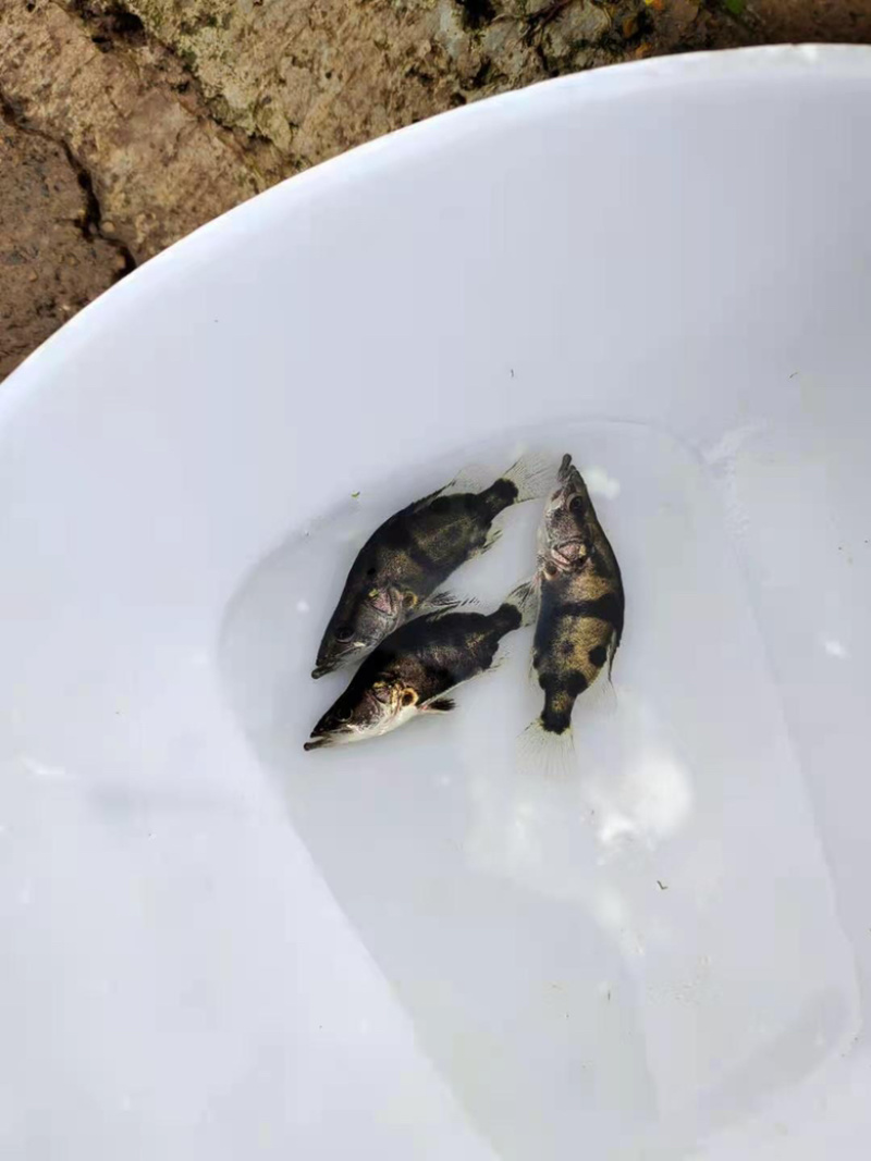 【精品推荐】鳜鱼苗桂花鱼基地直供货源全国批发包成活包指导