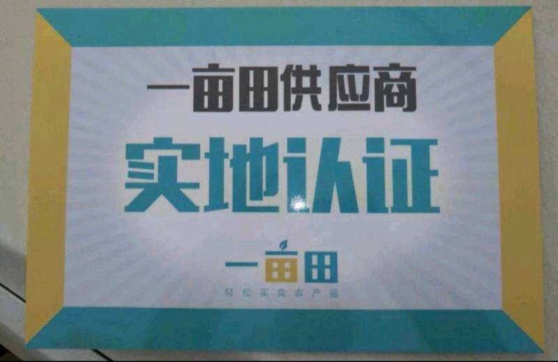 正宗香甜杏苗新品种南方北方红金杏苗嫁接特大早熟耐寒优质杏