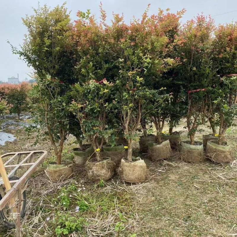 新品种果苗，有阿哈哈黄金山竹，沙巴嘉宝果苗，黄晶果苗，