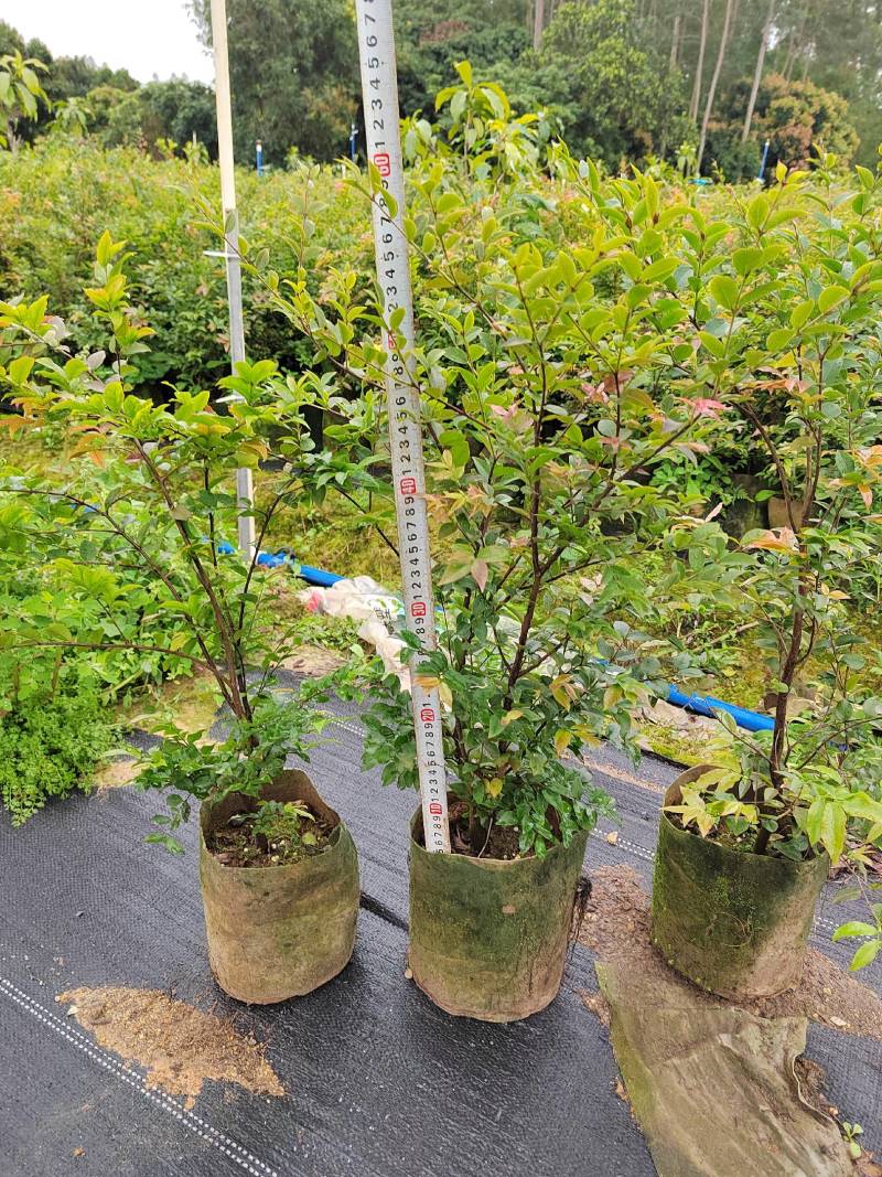 新品种果苗，有阿哈哈黄金山竹，沙巴嘉宝果苗，黄晶果苗，