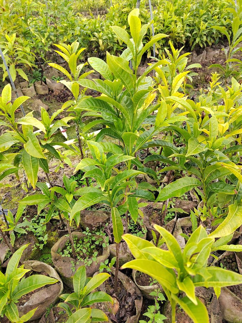 新品种果苗，有阿哈哈黄金山竹，沙巴嘉宝果苗，黄晶果苗，