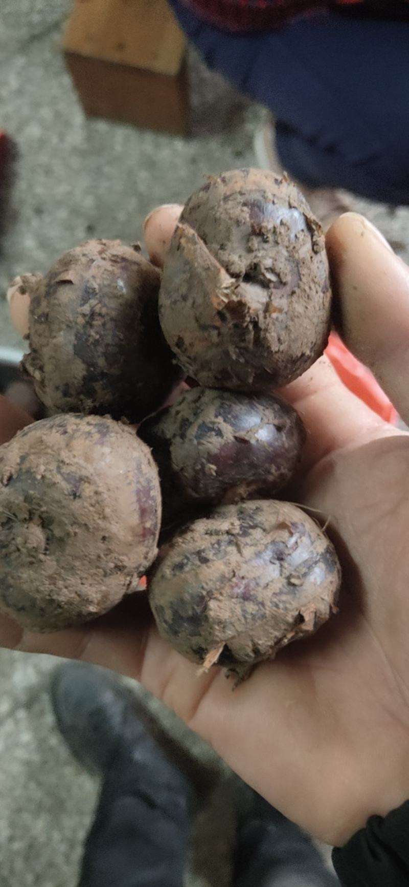 【精品】正宗荔浦新鲜马蹄荸荠地梨煲汤火锅脆马蹄果包邮
