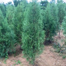 专业供应0.2-3米高侧柏，工程苗，荒山绿化苗，占地苗