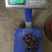 【精品】正宗荔浦新鲜马蹄荸荠地梨煲汤火锅脆马蹄果包邮