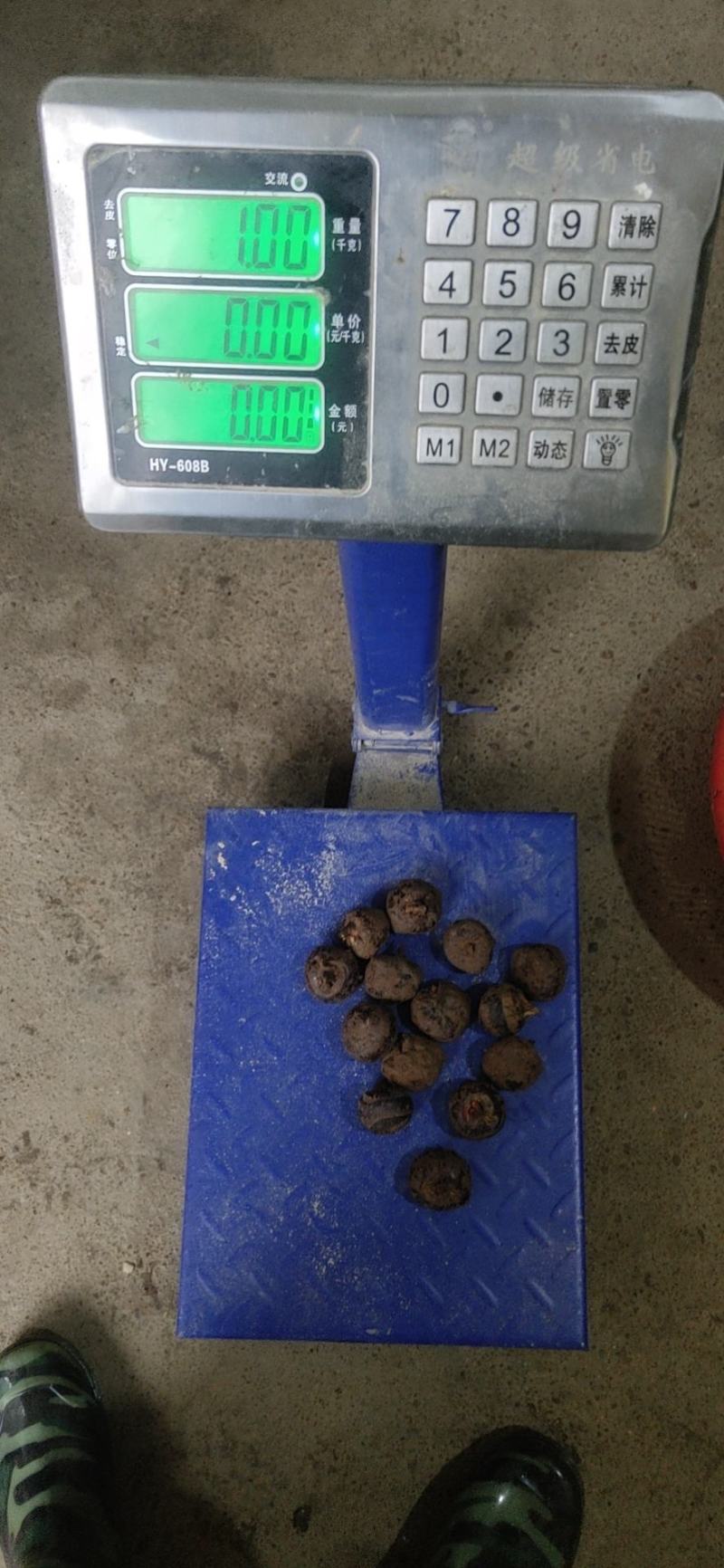 【精品】正宗荔浦新鲜马蹄荸荠地梨煲汤火锅脆马蹄果包邮
