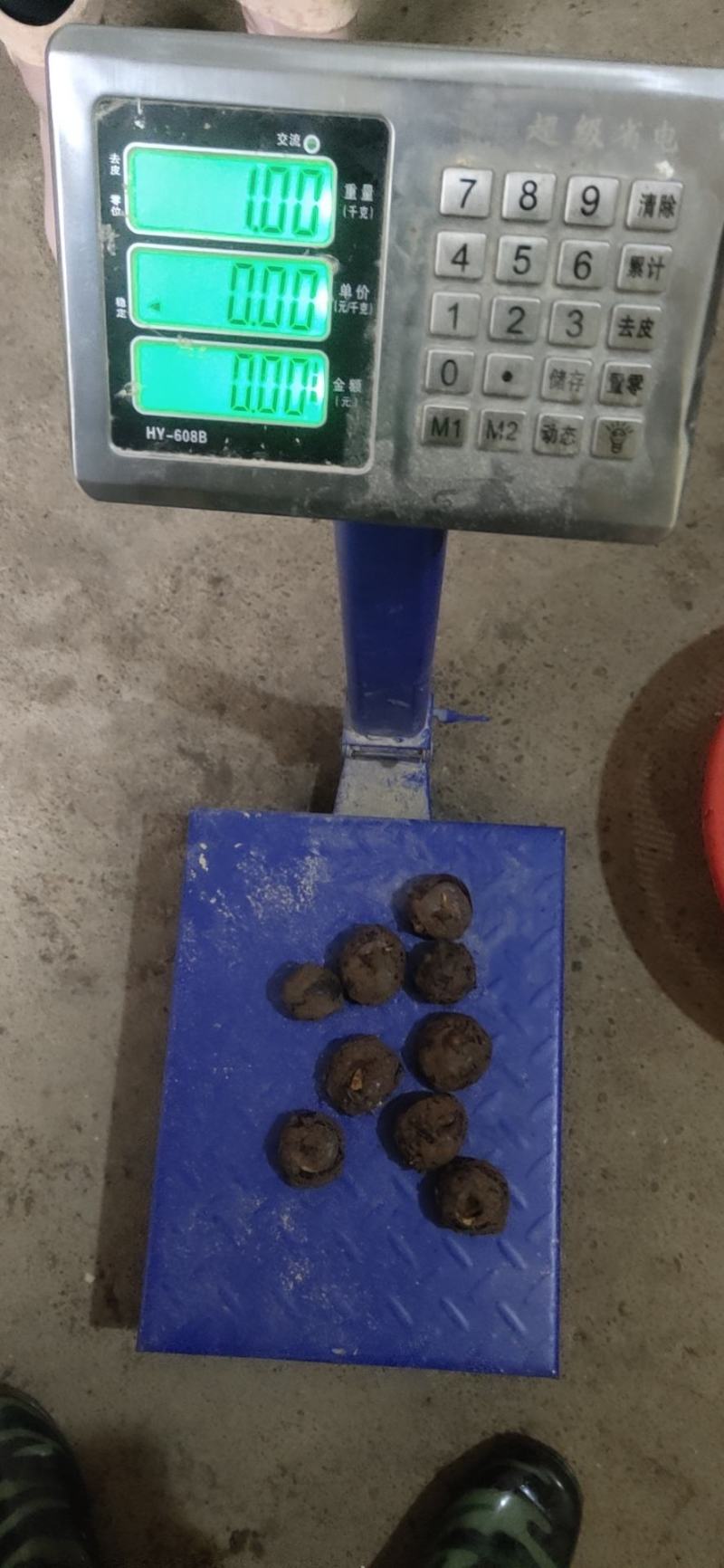 【精品】正宗荔浦新鲜马蹄荸荠地梨煲汤火锅脆马蹄果包邮