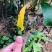 广西正宗嫁接三华李树苗南北方种植果树苗当年