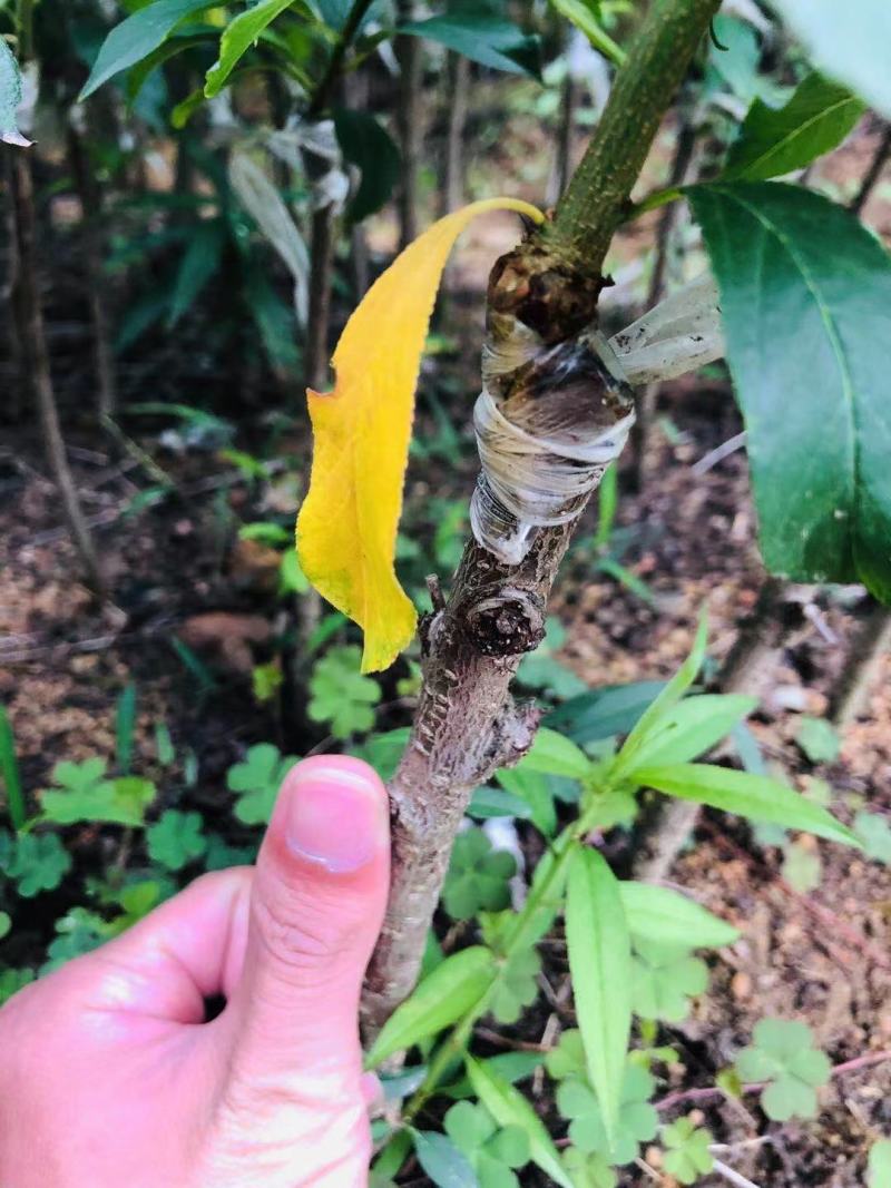 广西正宗嫁接三华李树苗南北方种植果树苗当年