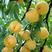 锦绣黄桃桃树苗黄桃品种口感纯甜产量高品种保证