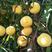 锦绣黄桃桃树苗黄桃品种口感纯甜产量高品种保证