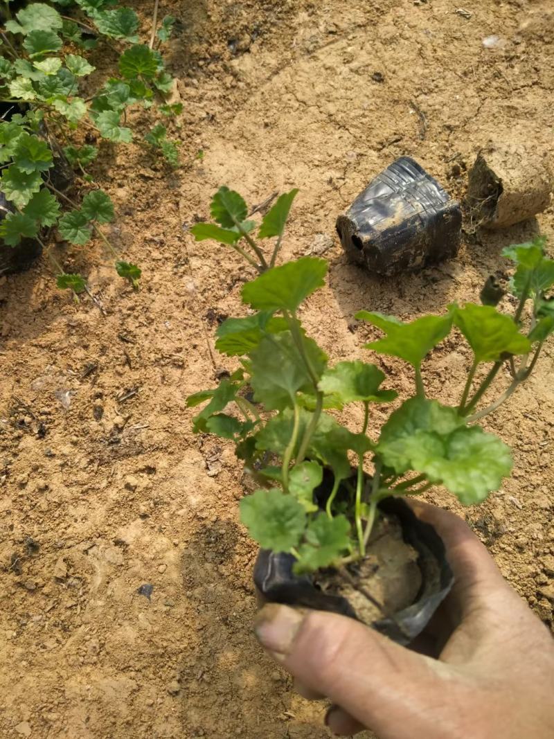连钱草优质连钱草量大优惠自家基地欢迎实地看货