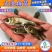 【2023新苗】鳙鱼苗大头鱼苗花鲢鱼苗四大家鱼出售