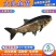 【2023新苗】鳙鱼苗大头鱼苗花鲢鱼苗花鲢水花出售