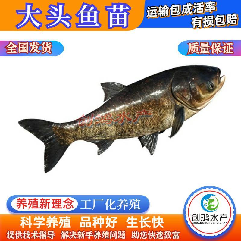 【2023新苗】鳙鱼苗大头鱼苗花鲢鱼苗花鲢水花出售