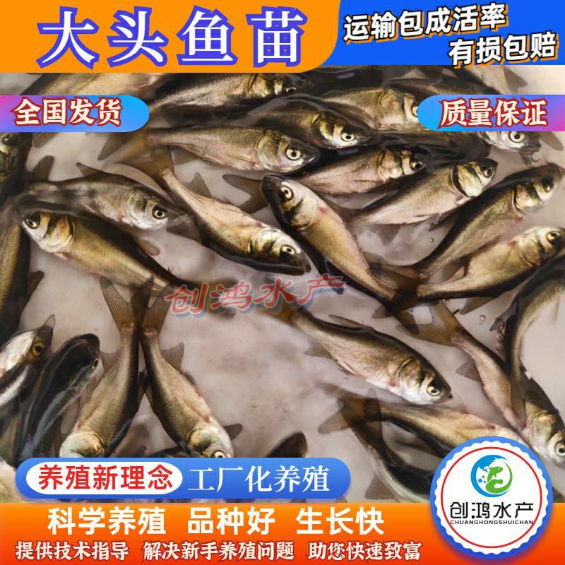 【2023新苗】鳙鱼苗大头鱼苗花鲢鱼苗花鲢水花出售